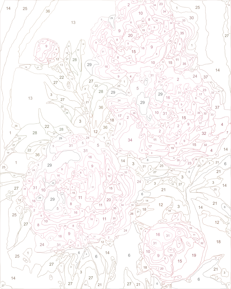 Numbered canvas outline — Pink Peony Blooms
